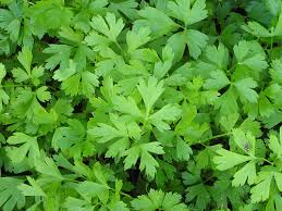 PREZZEMOLO COMUNE NR.2000 SEMI